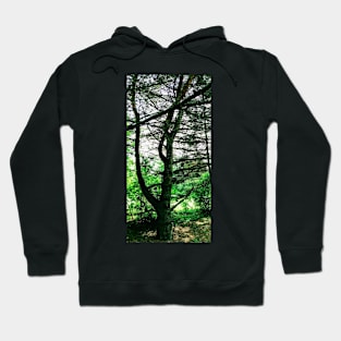 Terra Cont'd Hoodie